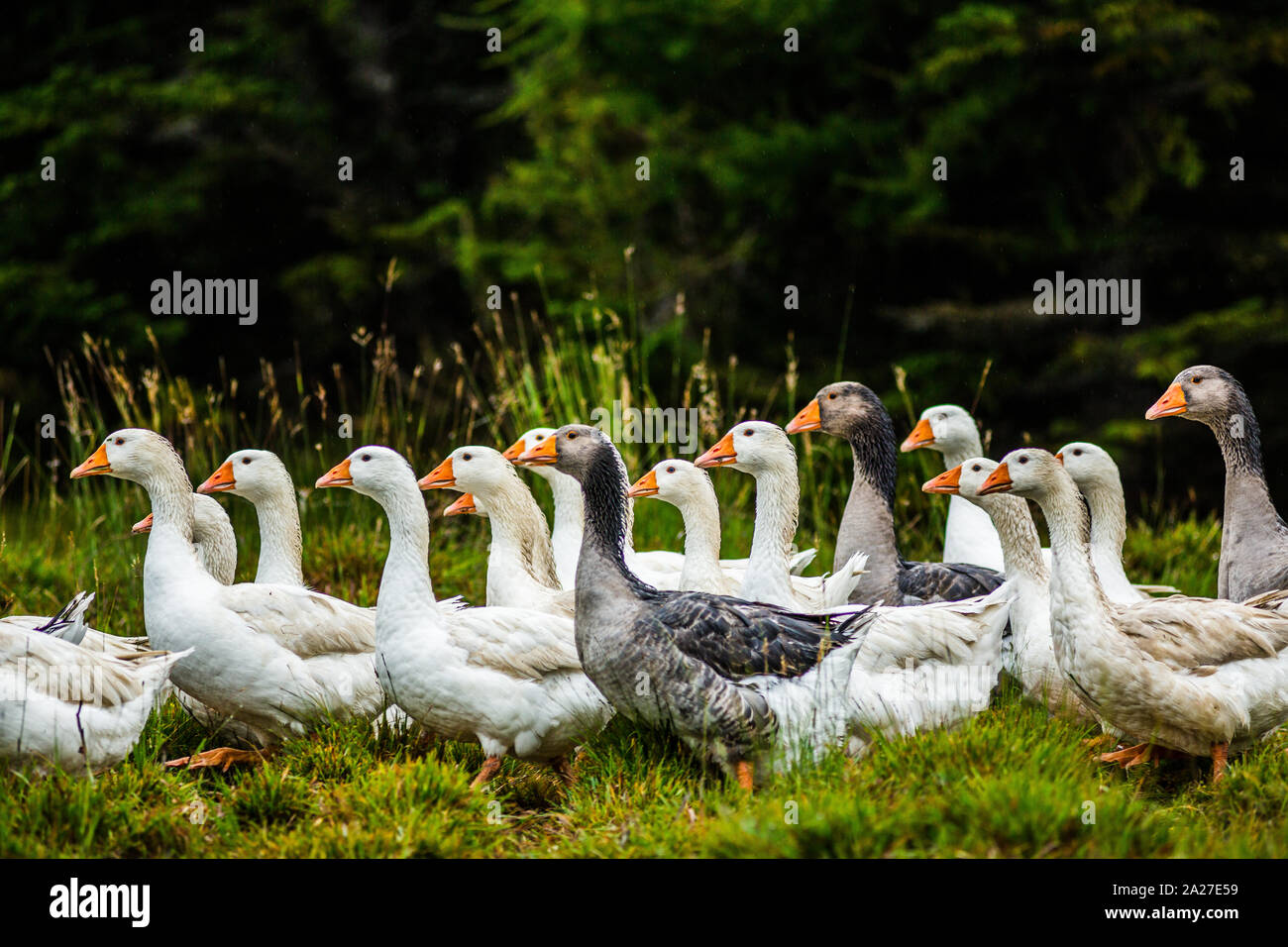 Dairy farming goats milking cheese production field working harvesting