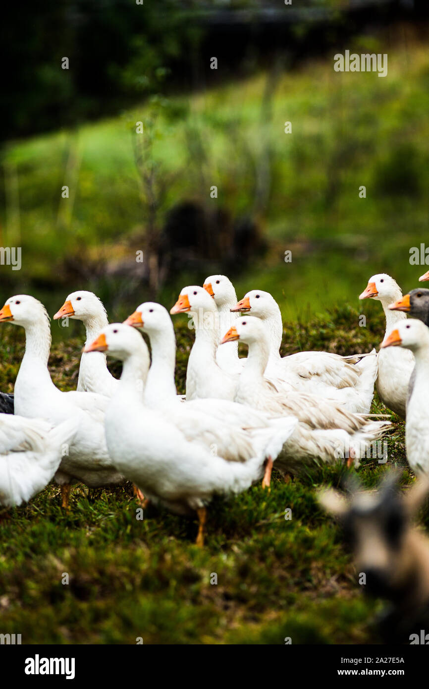 Dairy farming goats milking cheese production field working harvesting