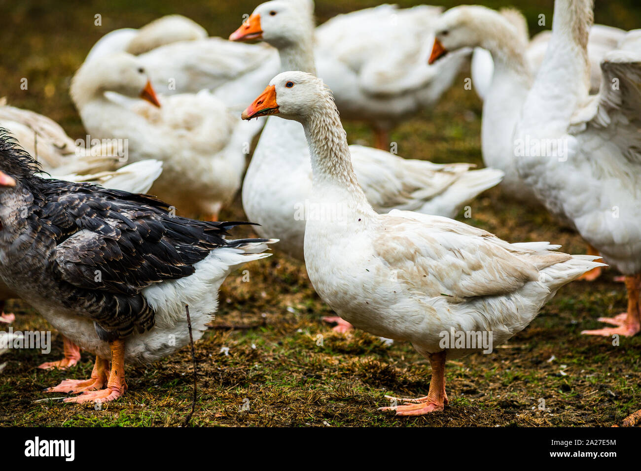 Dairy farming goats milking cheese production field working harvesting