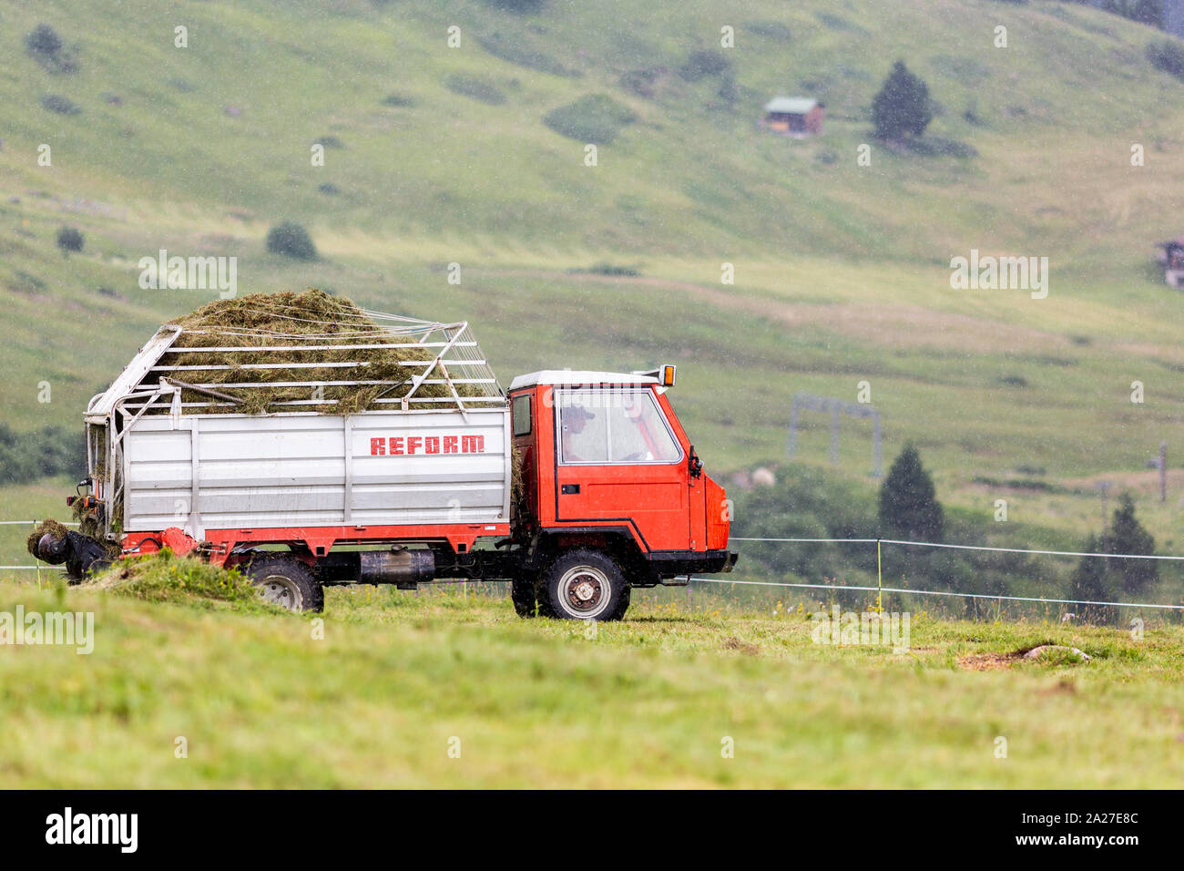 Dairy farming goats milking cheese production field working harvesting