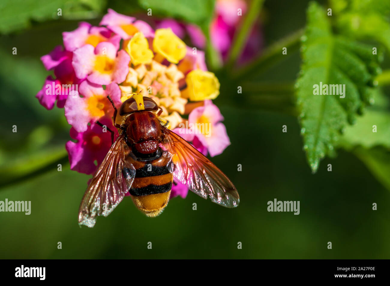 Volucella zonaria, Hornet Mimic Hoverfly Stock Photo