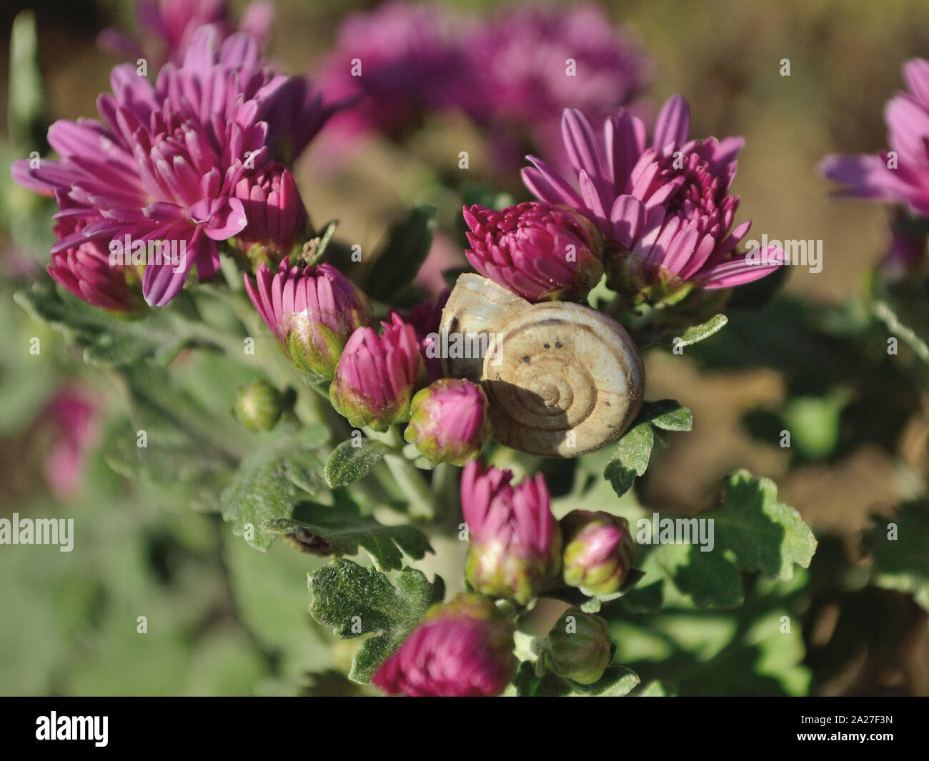 Close up of pink chrysanthemums in the garden, Chrysanthémum × koreanum Stock Photo