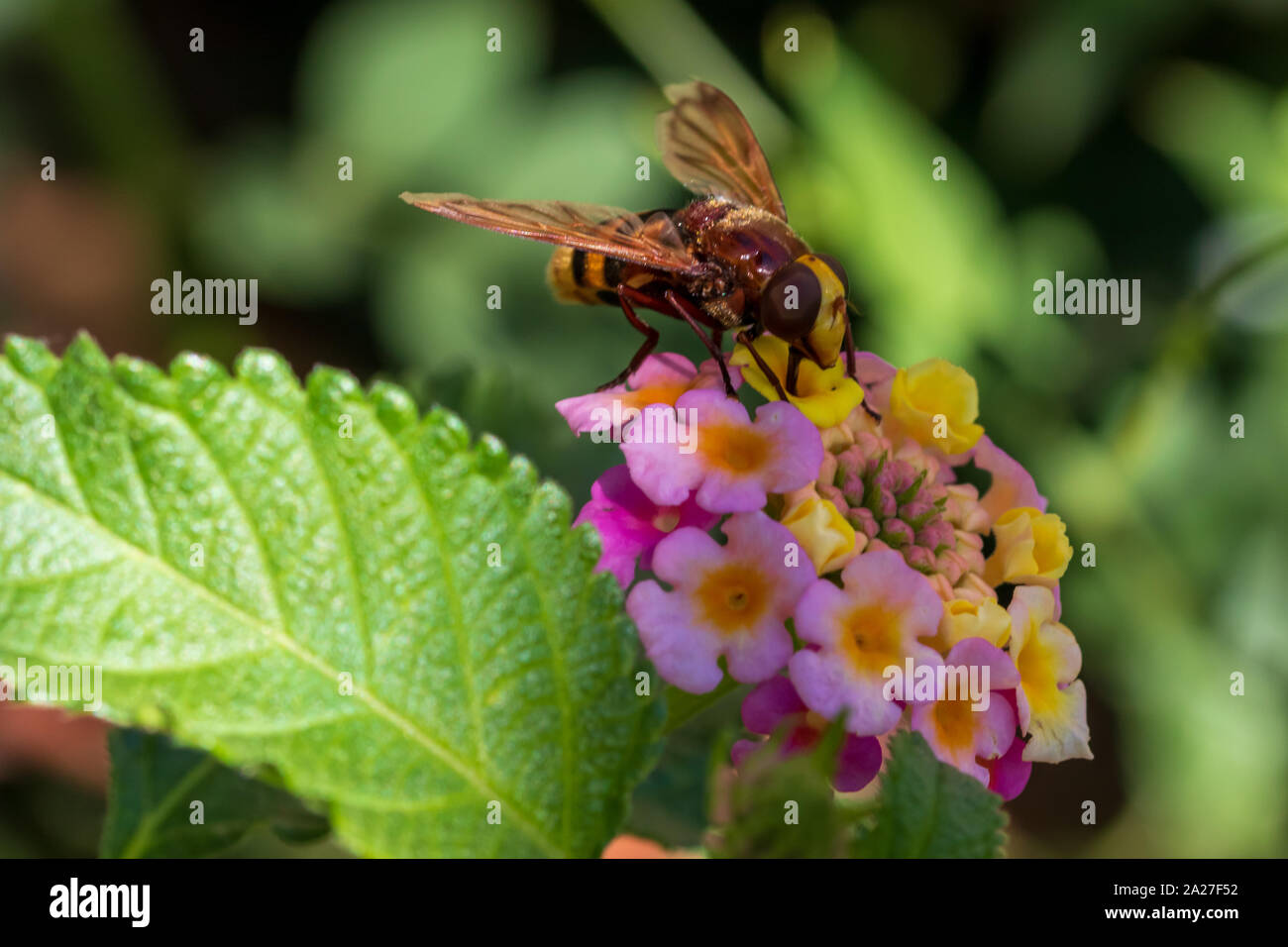 Volucella zonaria, Hornet Mimic Hoverfly Stock Photo