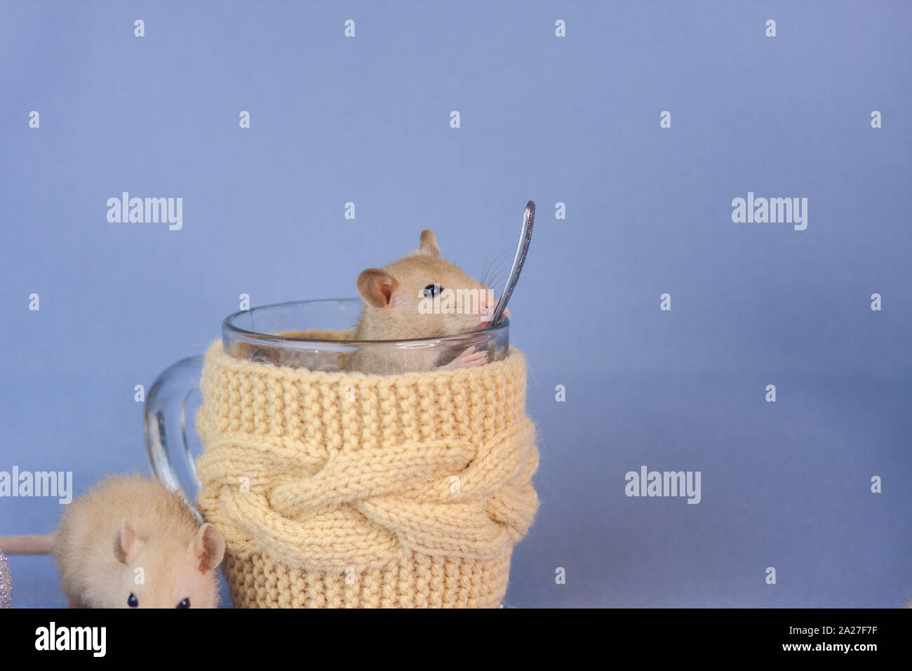 The mouse sits in the New Year's circle. Festive animals close up. Rat on a Christmas background. Stock Photo