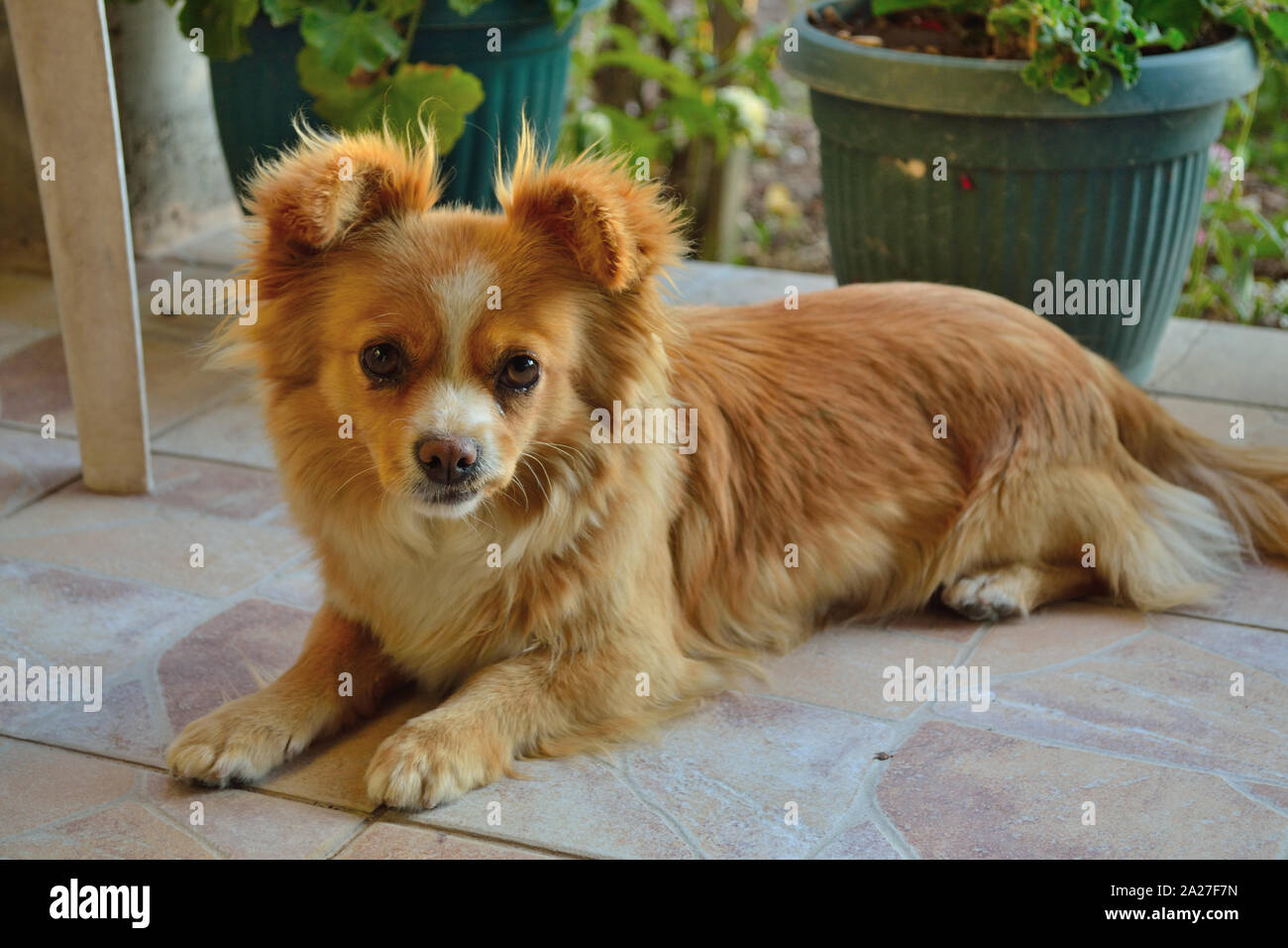 Pomeranian pekingese chihuahua mix sales