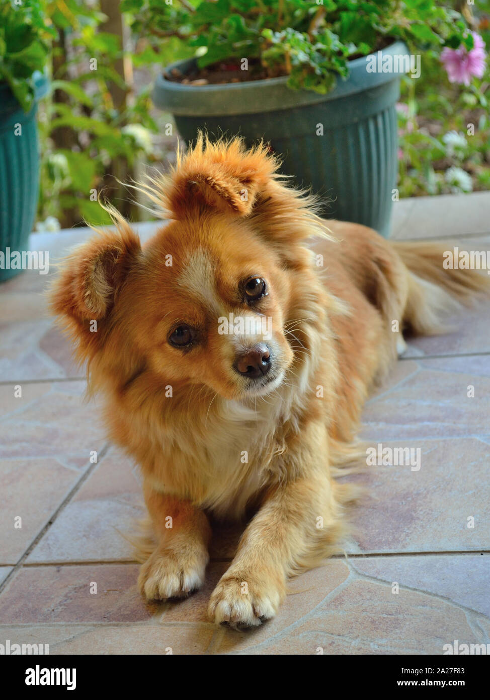 Mixed pekingese hi-res stock photography and images - Alamy