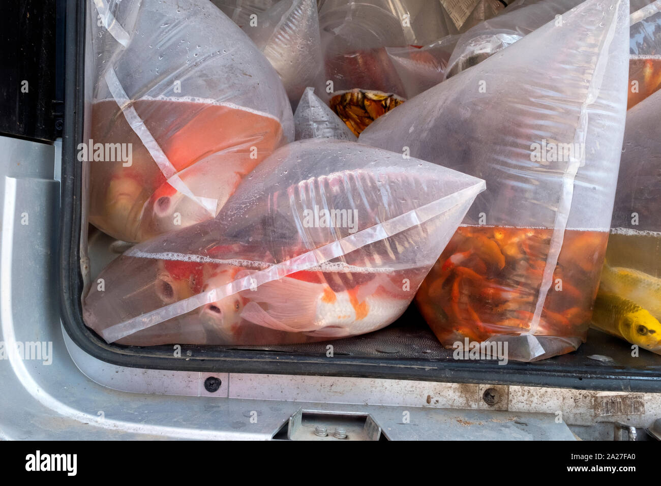 Transporting fish in plastic bags Stock Photo - Alamy