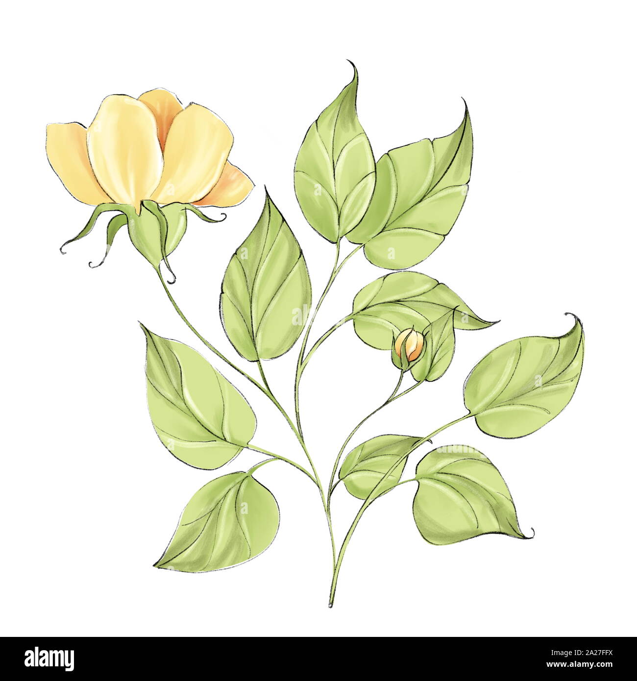 Yellow flower isolated on white background Stock Photo - Alamy