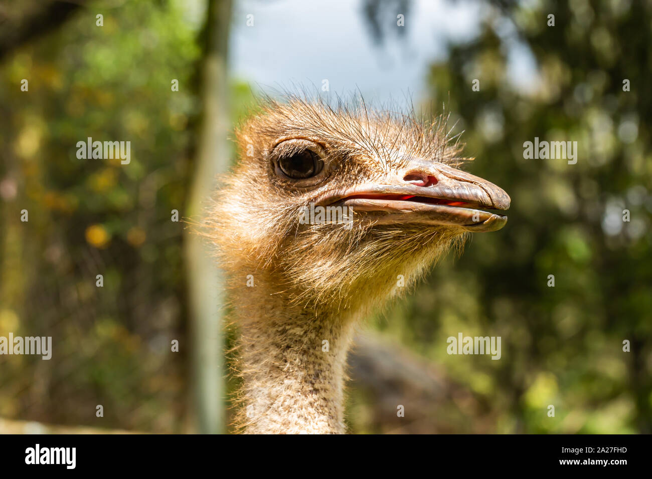 Colour portrait photograph of Ostrich head close-up, taken in Meru county, Kenya. Stock Photo