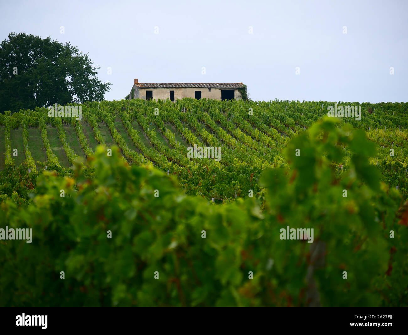 A house on the vineyard hill Stock Photo Alamy