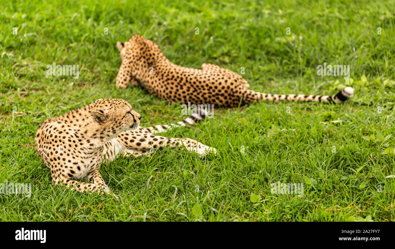 Colour wildlife photograph of two adult Cheetah's laying on lush grass in Kenya. Stock Photo