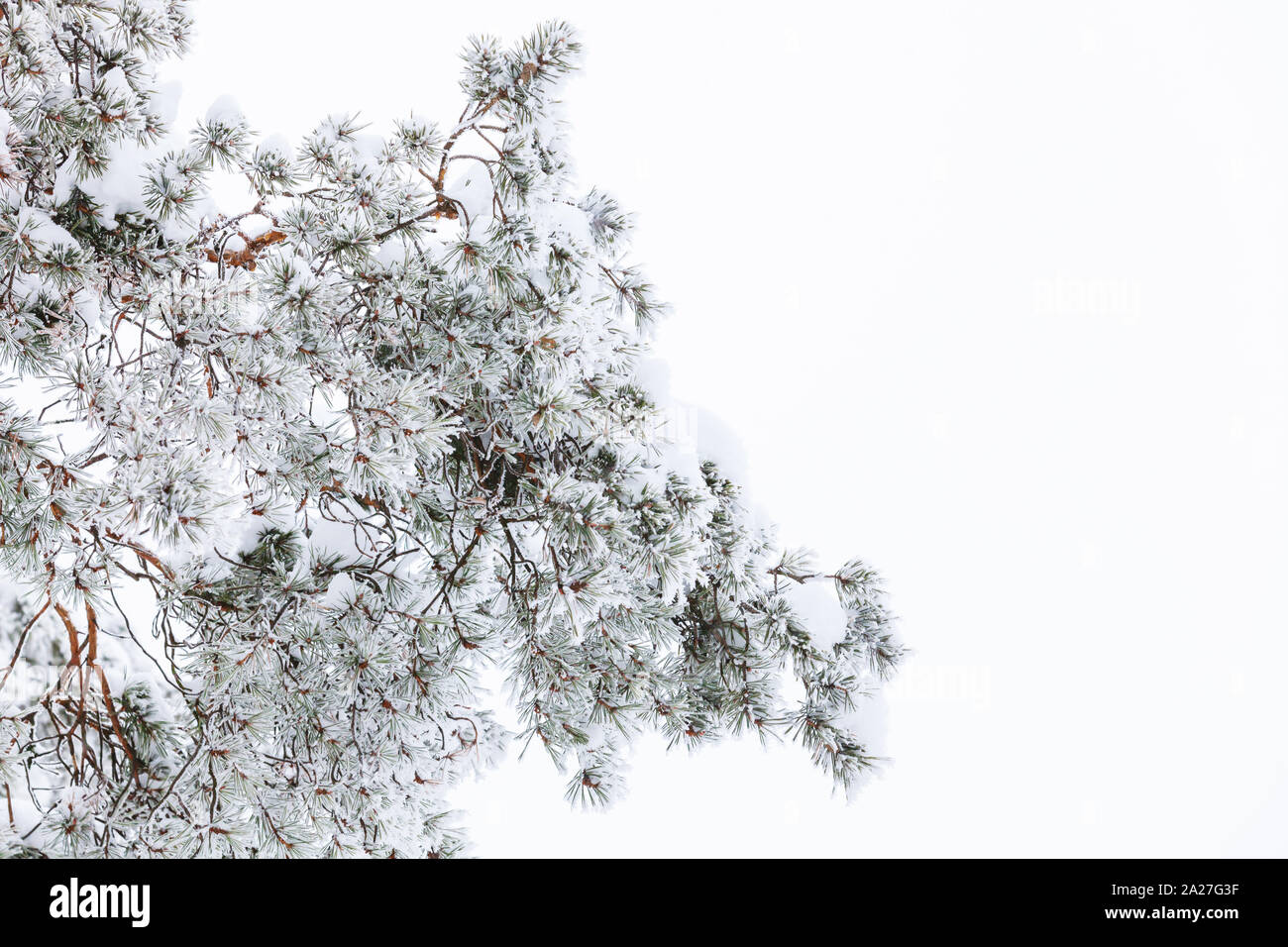 Pine tree branches covered with frost and snow over white background ...