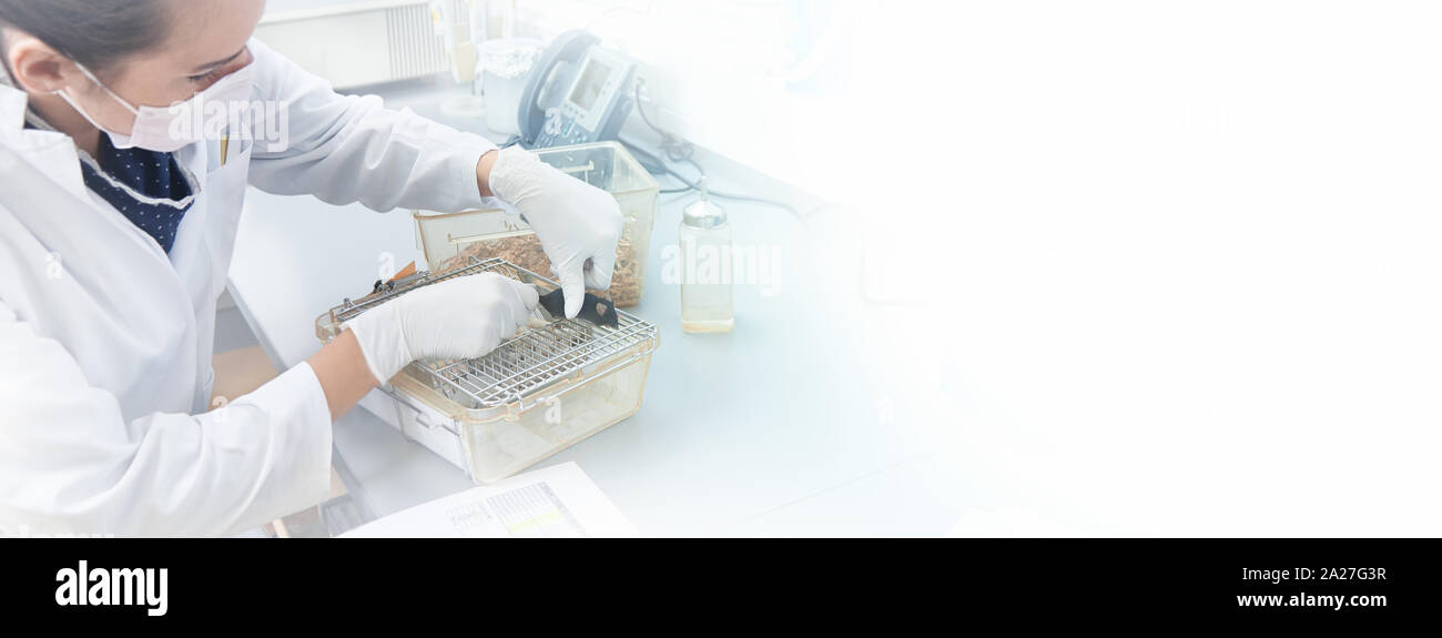 Female scientist performs animal testing in modern laboratory, scientific or biotech panoramic background with copy-space Stock Photo