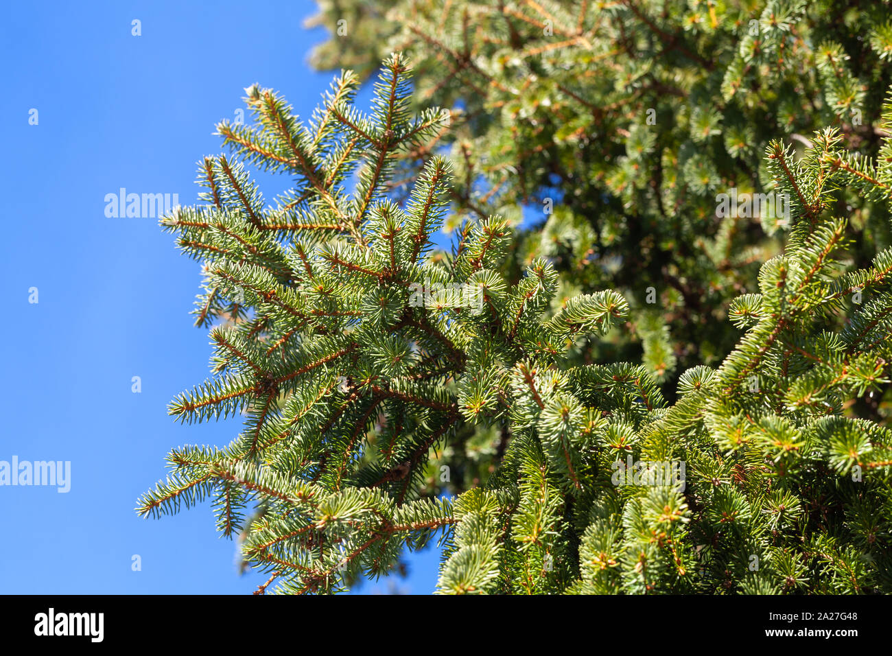 Spruce tree branches over blue sky background. Close up photo with selective focus Stock Photo