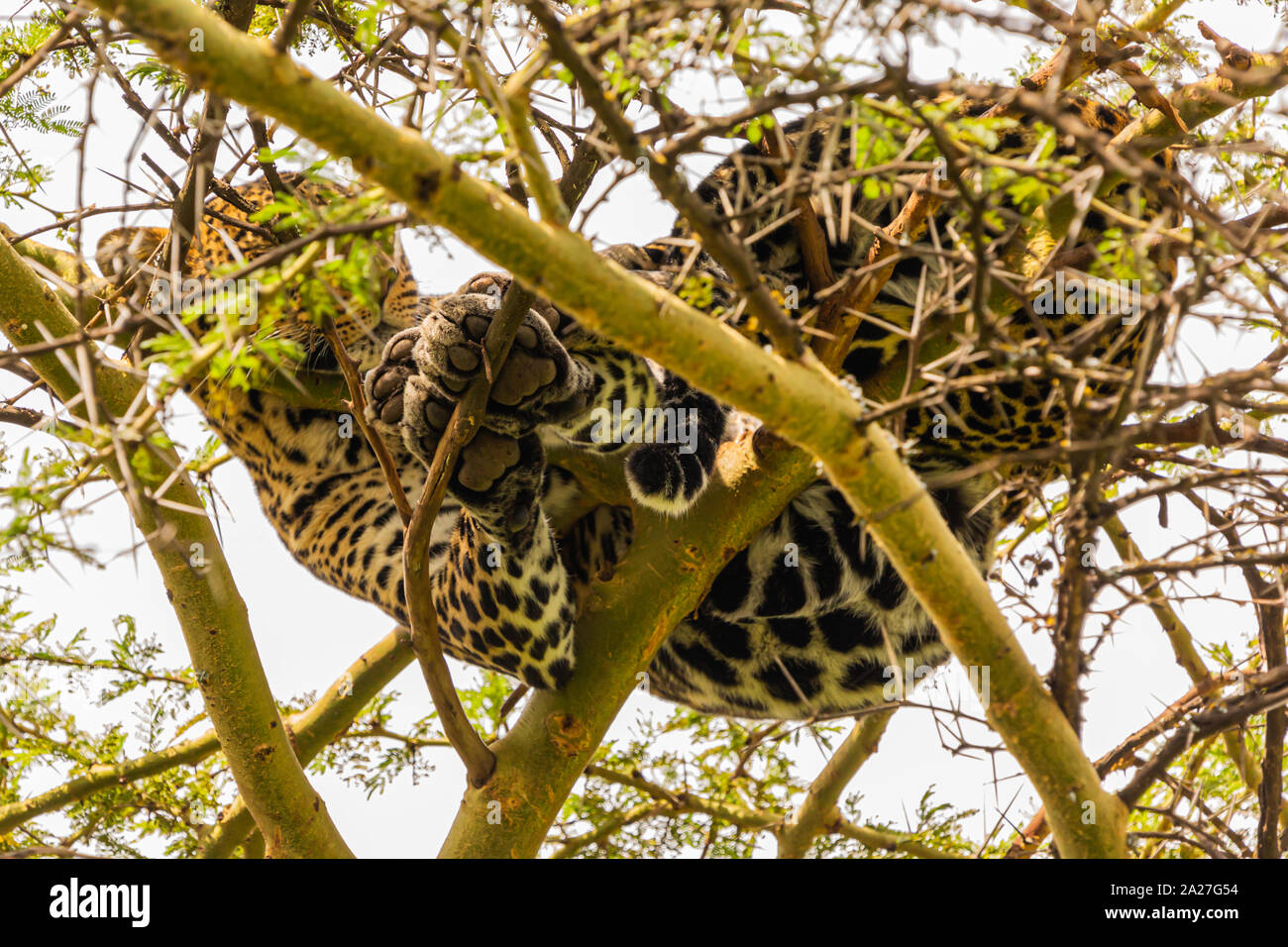 Colour photograph of African Leopard slumbering in tree top, taken in Kenya. Stock Photo