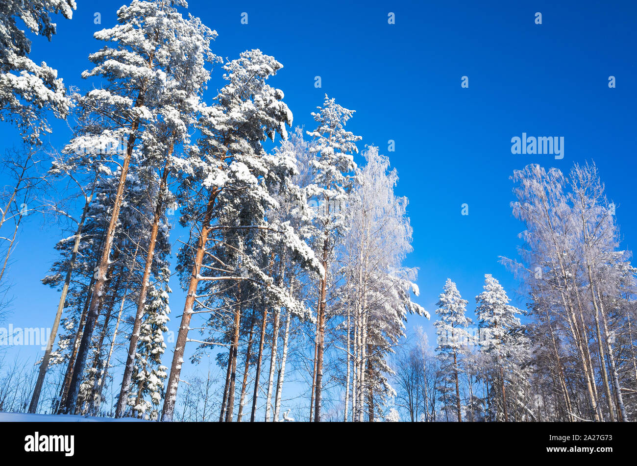 Wild pine trees covered with snow under clear blue sky. Winter forest, natural background photo Stock Photo