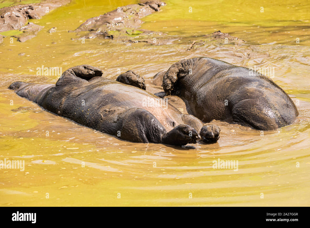 Hippo Bath High Resolution Stock Photography And Images Alamy