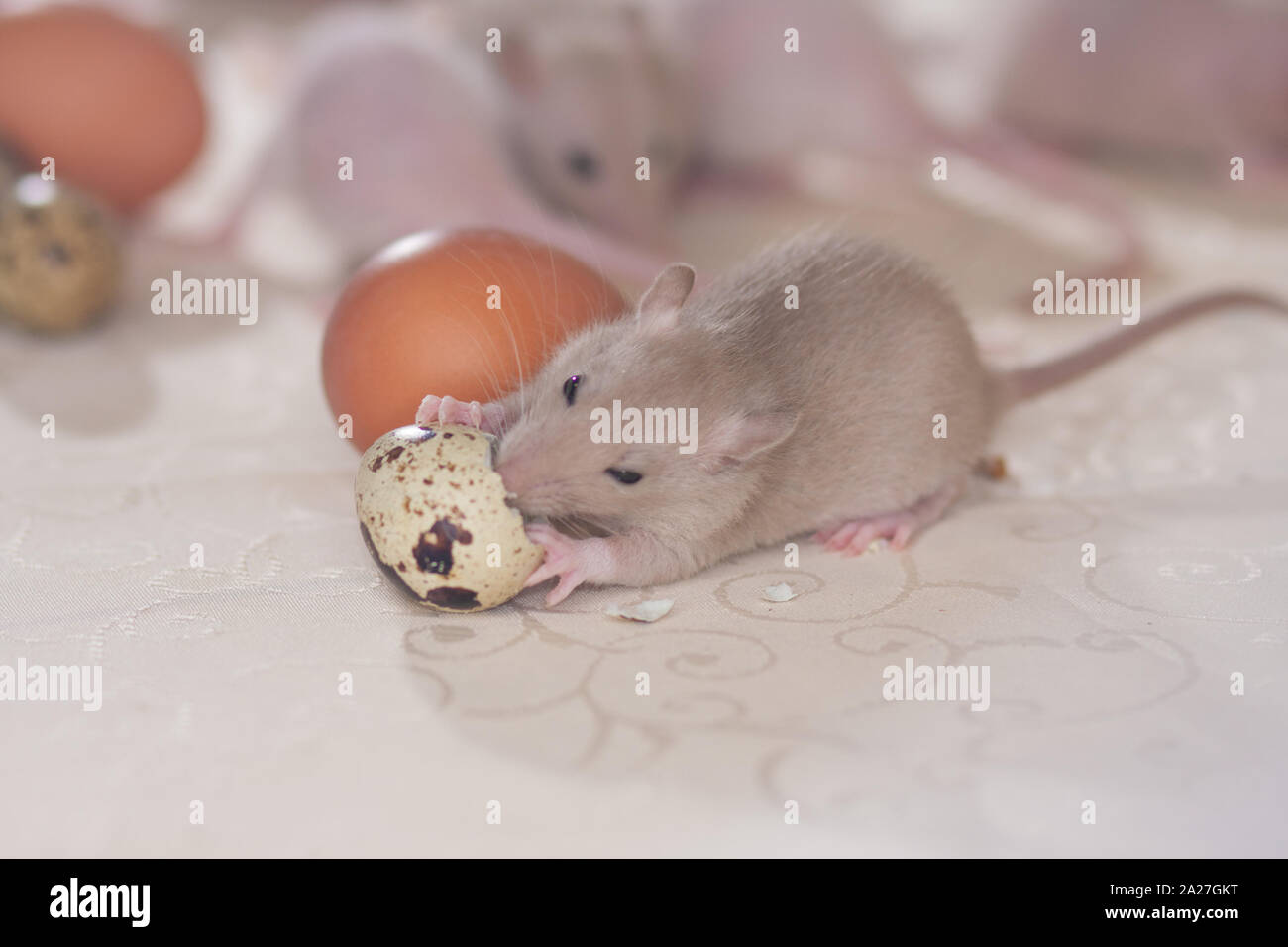 The mouse bites quail egg. The rat is eating. Decorative rodents