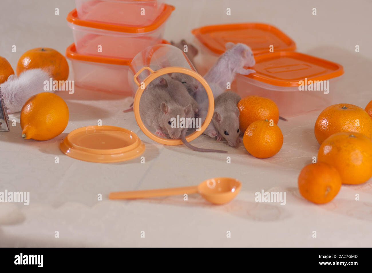 Rats cook. Mice are sitting on the table against the background of