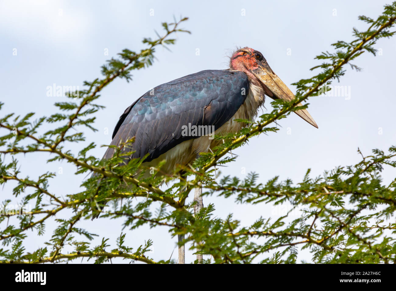 Photograph of a Marabou stork (Leptoptilos crumenifer) perched in tree top, taken in Kenya. Stock Photo