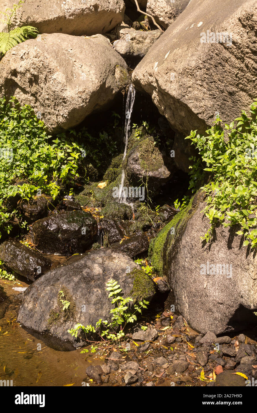 Spring nature in the forest, with its fresh green color and many rocks ...