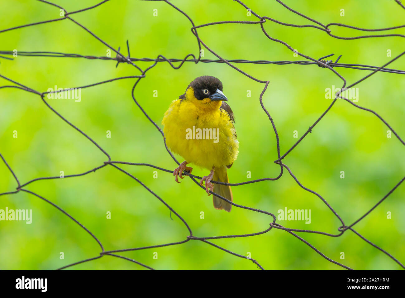 Colour photograph of the Black-headed weaver perched within chain-link fencing, Taken in Kenya. Stock Photo