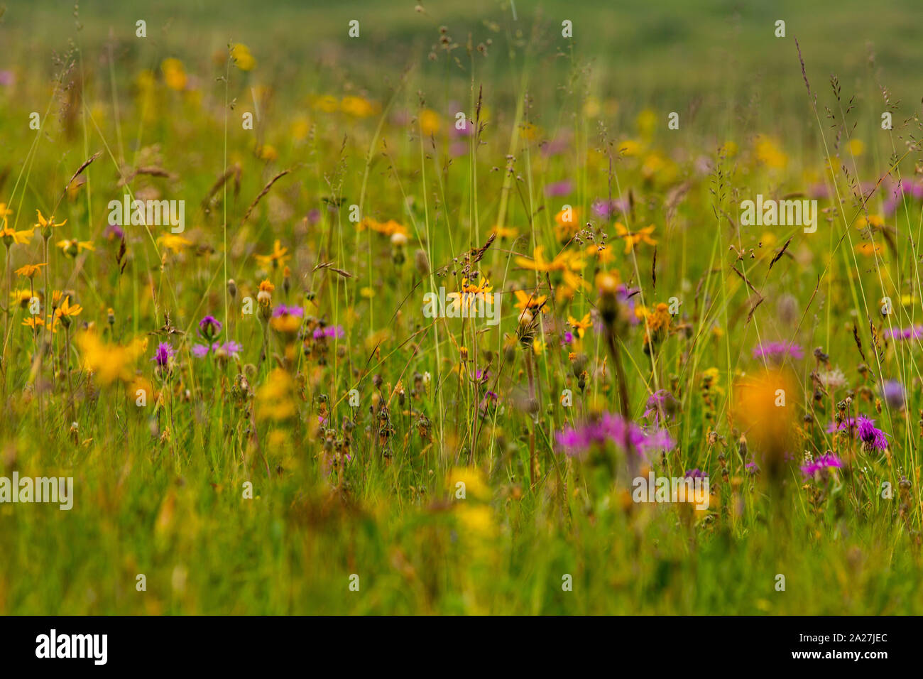Alpine wild flowers meadow green grass Stock Photo - Alamy