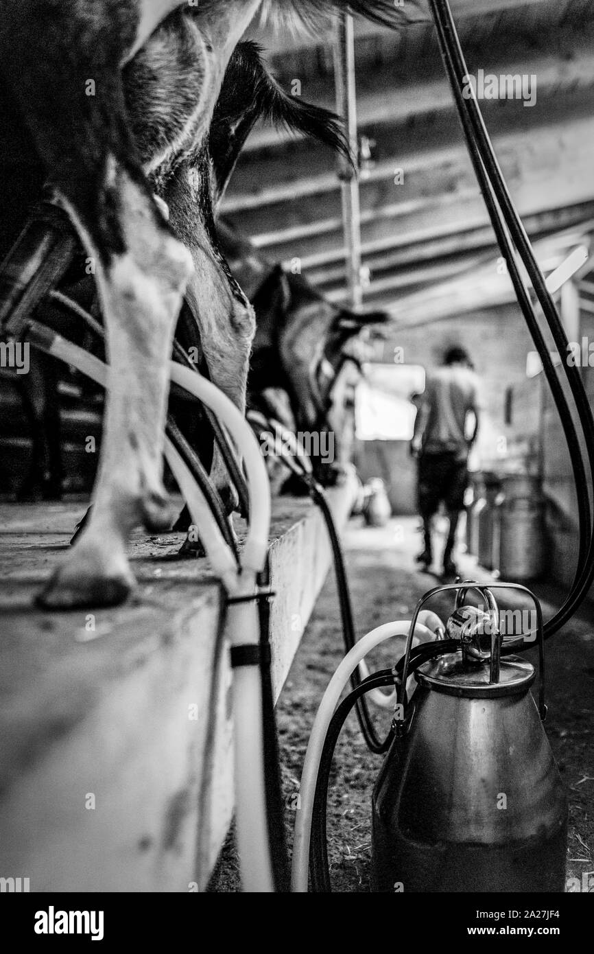 Dairy farming goats milking cheese production field working harvesting
