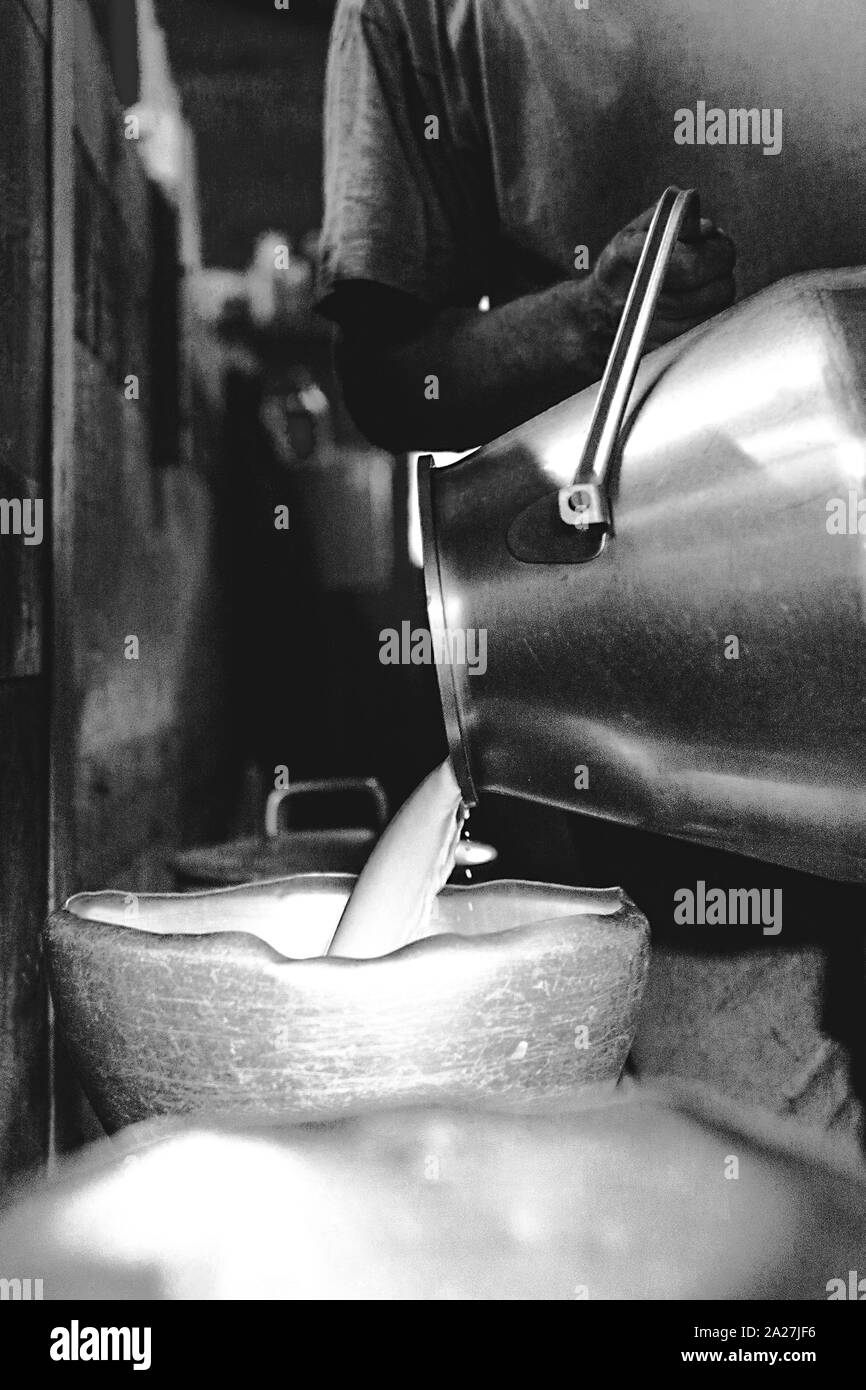 Dairy farming goats milking cheese production field working harvesting