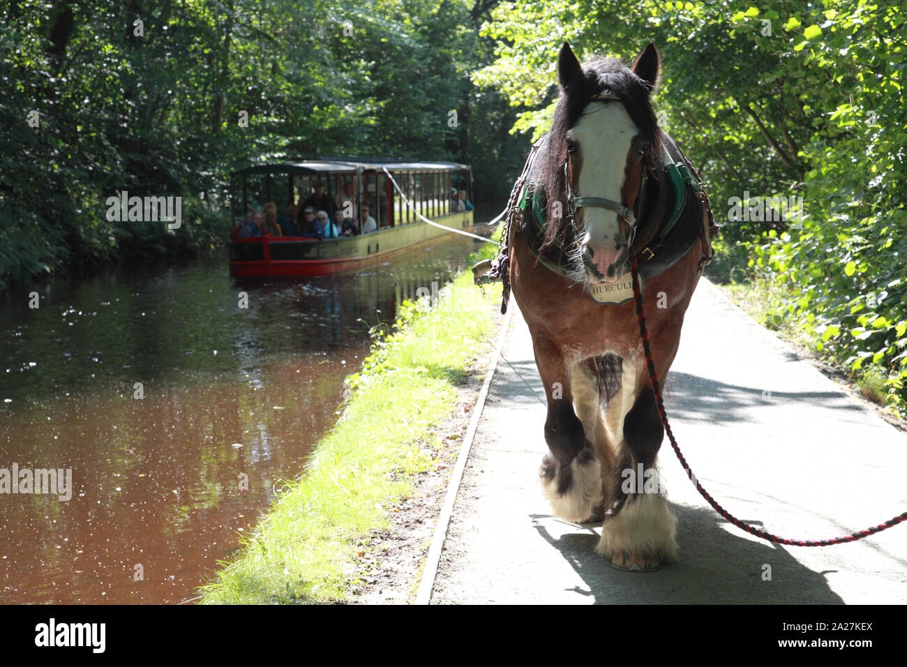 A horse drawing a boat from Llangollen Wharf up the Dee valley towards Llantysilio Stock Photo