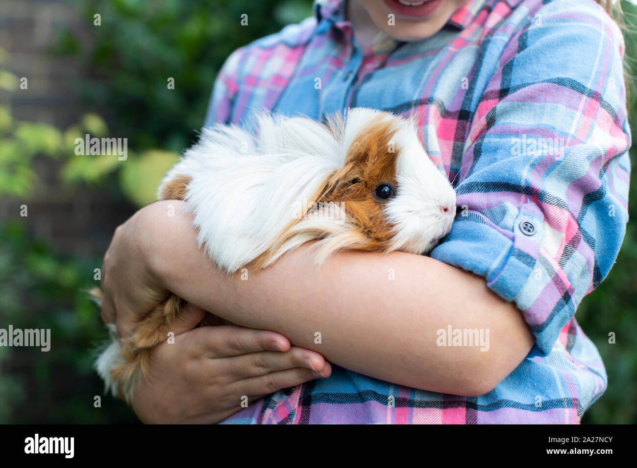 Close Up Of Girl Holding Pet Guinea Pig Outdoors In Garden Stock Photo