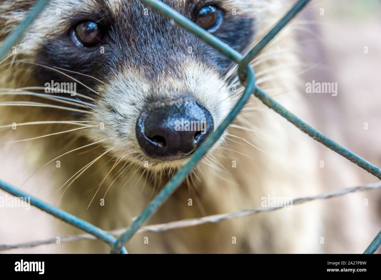 Raccoon head hires stock photography and images Alamy