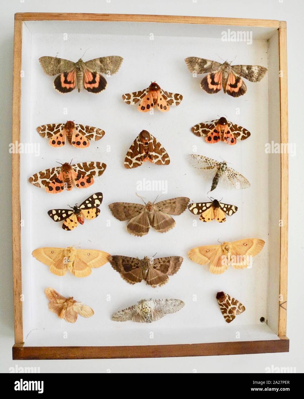 Butterfly collector’s cabinet. A popular pastime particularly for gentlemen in the Victorian and Edwardian eras. Entomologists collected vast numbers of insects and pinned them into specially made cabinets. Continues today but is less politically correct as cameras can preserve all of the detail without destroying the subject. Stock Photo