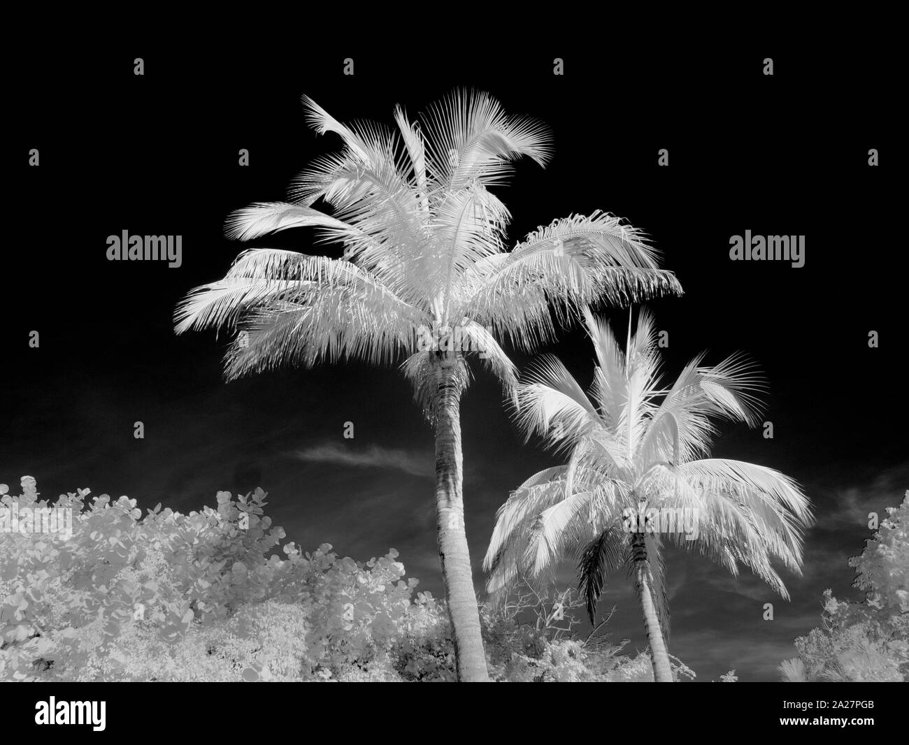 Palm trees taken with Infrared Red camera and processed as a black and white image Stock Photo