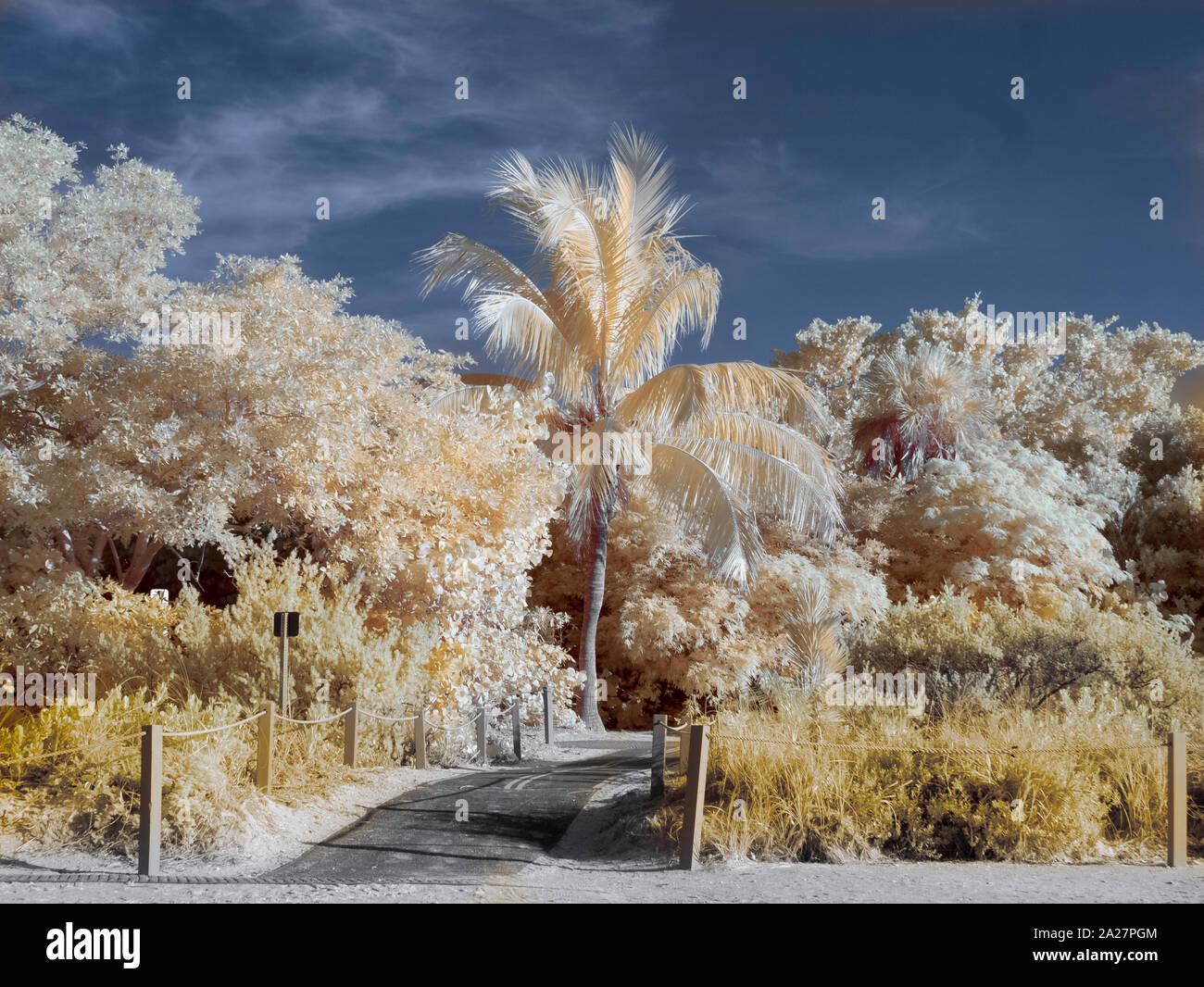Palm trees taken with a Infrared Red camera and processed for false colors Stock Photo
