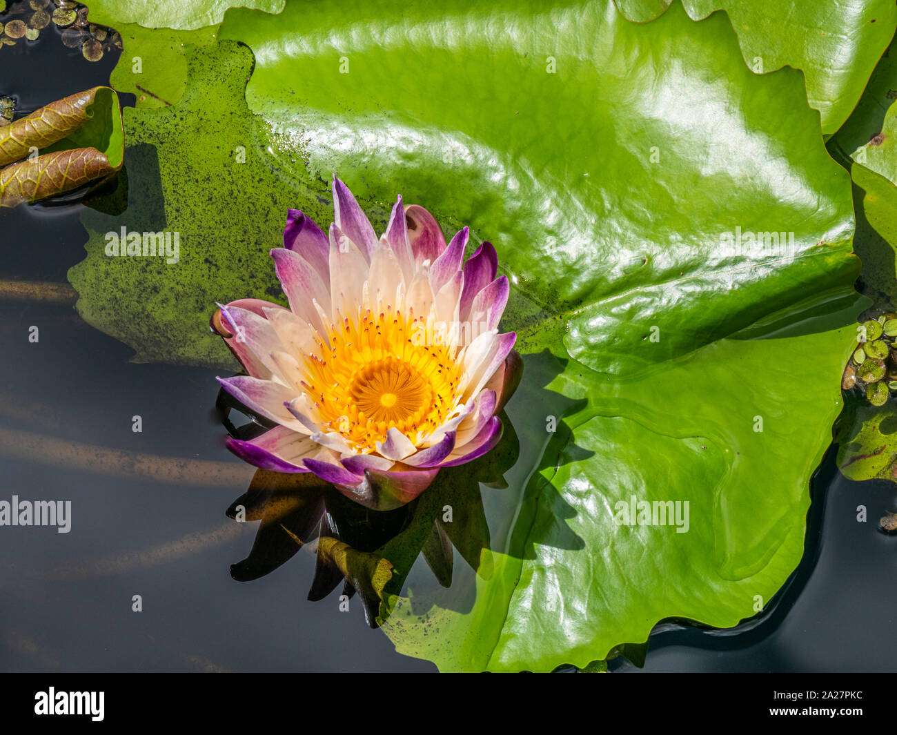 Water Lily family Nymphaeaceae Stock Photo