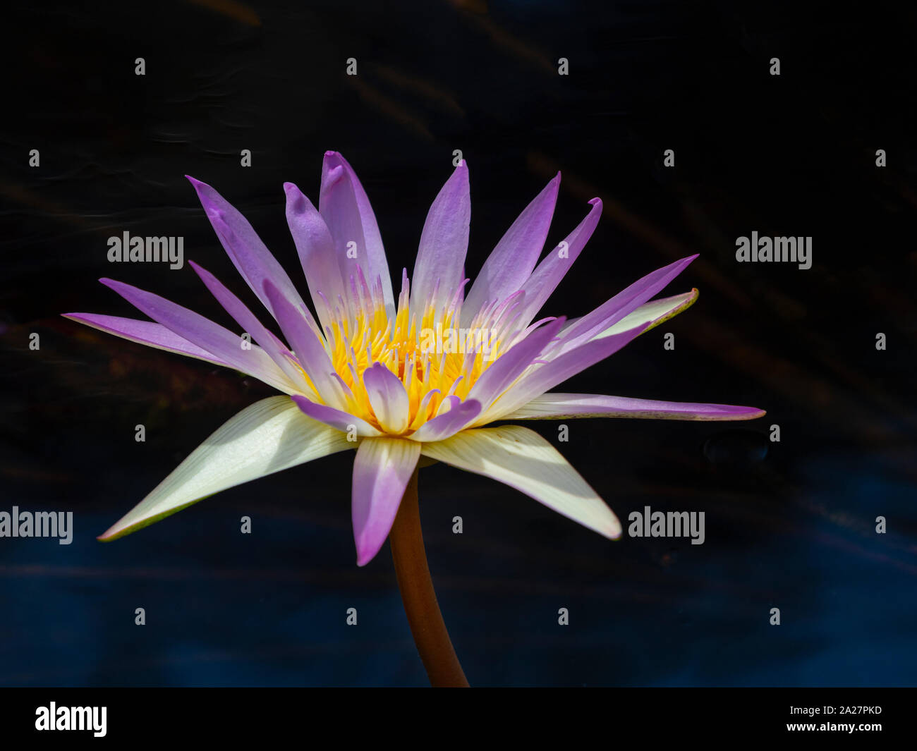 Water Lily family Nymphaeaceae Stock Photo