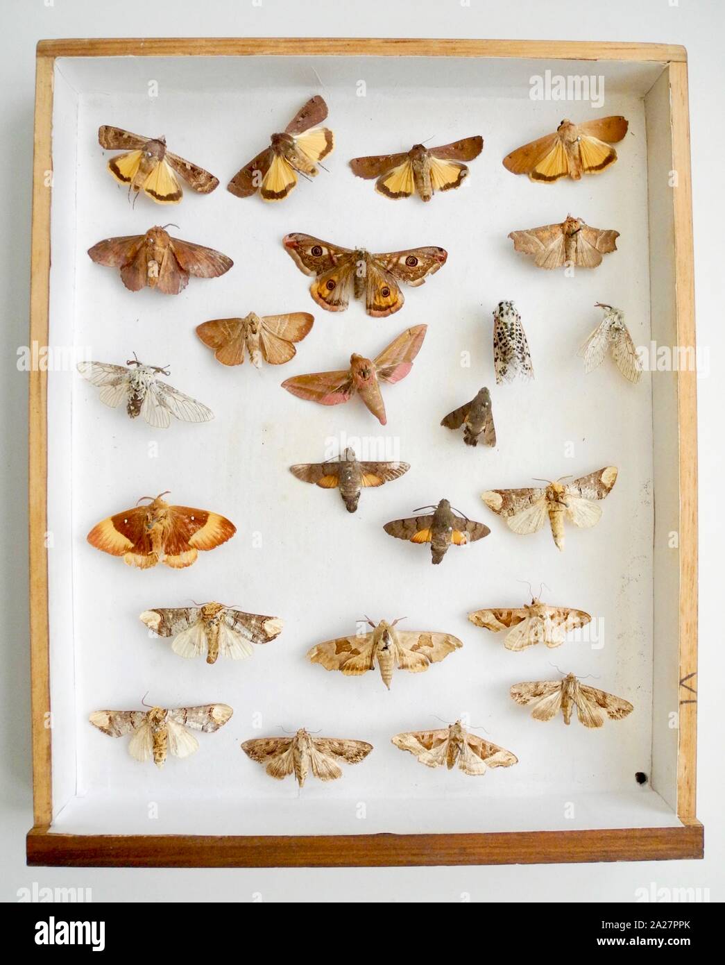 Butterfly collector’s cabinet. A popular pastime particularly for gentlemen in the Victorian and Edwardian eras. Entomologists collected vast numbers of insects and pinned them into specially made cabinets. Continues today but is less politically correct as cameras can preserve all of the detail without destroying the subject. Stock Photo