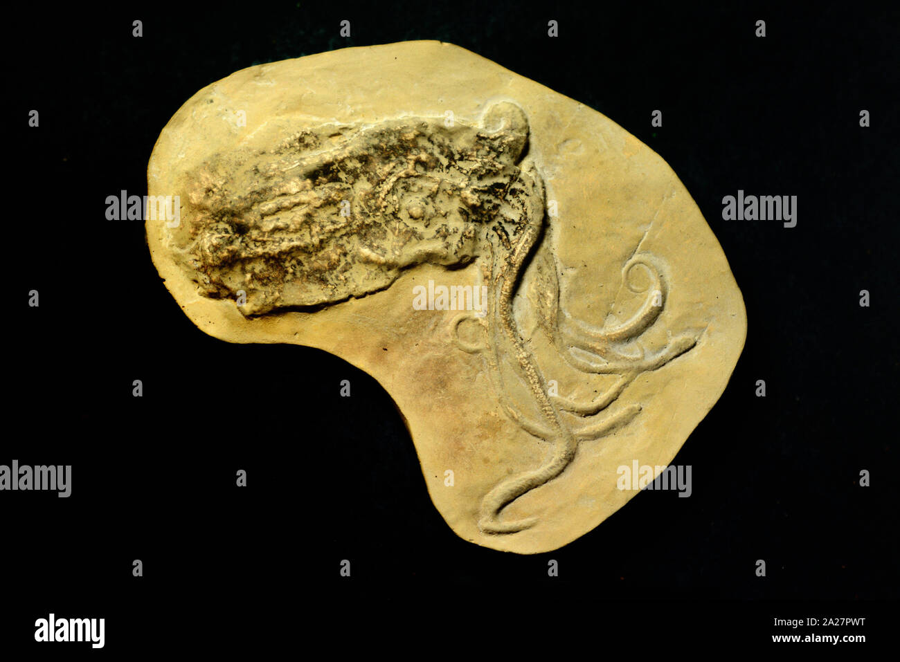 Proteroctopus ribeti Fossil, an Extinct Primitive Octopod or Octopus from the Jurassic Era 160MA found in the Ardeche Region France Stock Photo