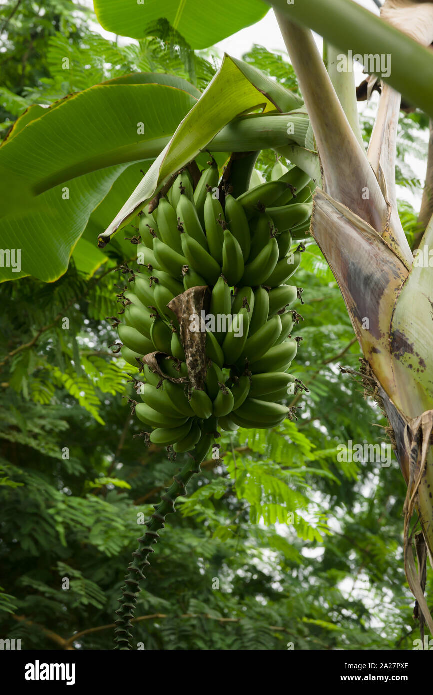 Wild banana latin name Musa acuminata showing a crop of ripening fruit. It is the worlds largest herbaceous flowering plant originating from Asia Stock Photo