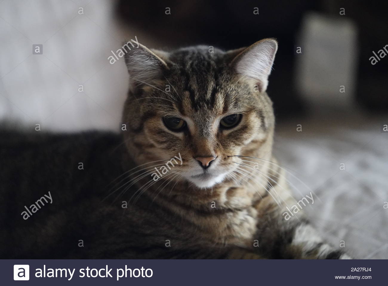 Testing Sony A9 New Firmware Update Of Animal Eye Auto Focus On My