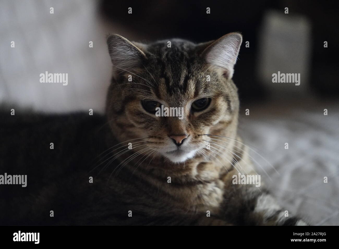 Testing Sony A9 New Firmware Update Of Animal Eye Auto Focus On My
