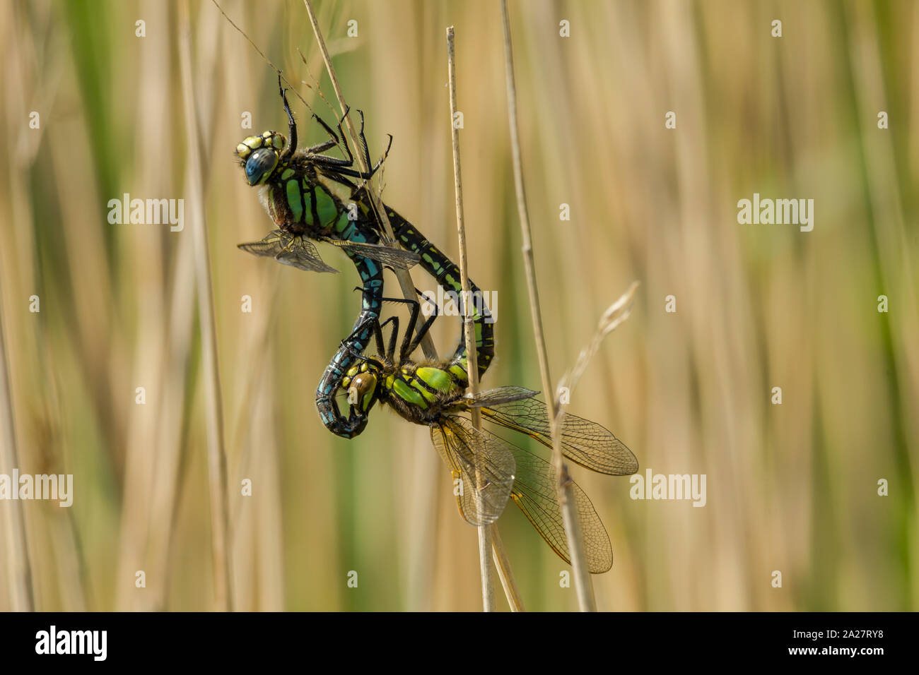 Hairy dragonfly mating Stock Photo
