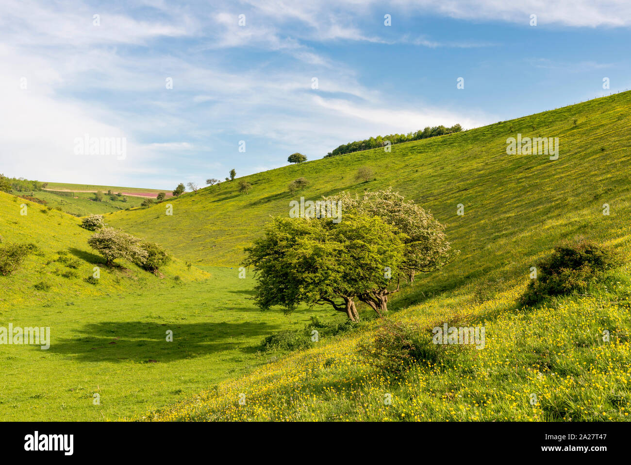 Wild flowers in Frendal Dale on the Yorkshire Wolds Stock Photo