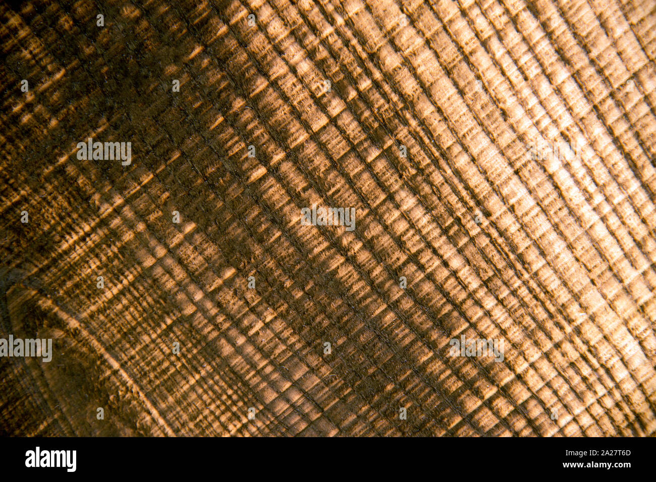 wooden transverse tree texture old one Stock Photo