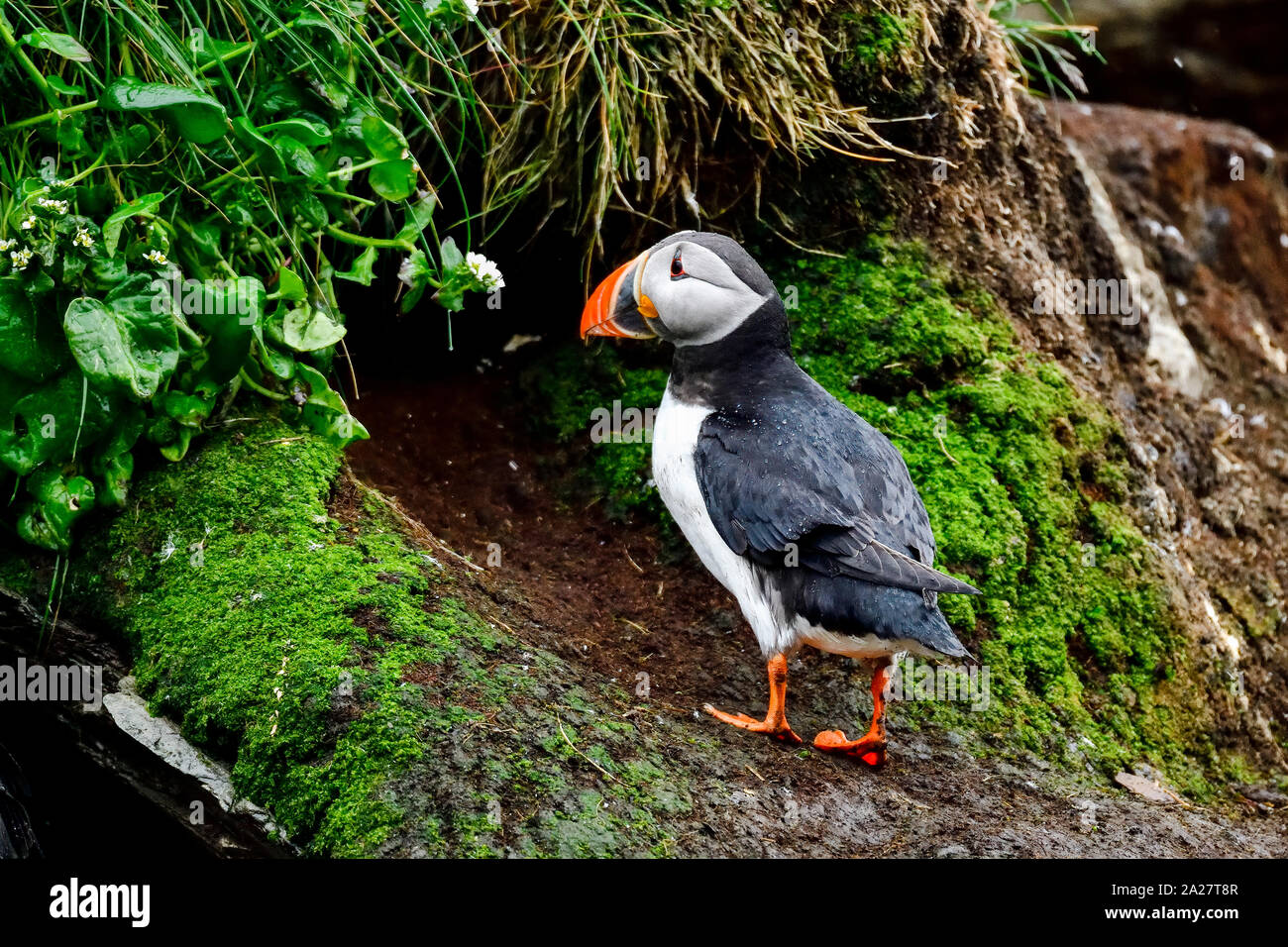 Puffin is coming back to the nest. Stock Photo