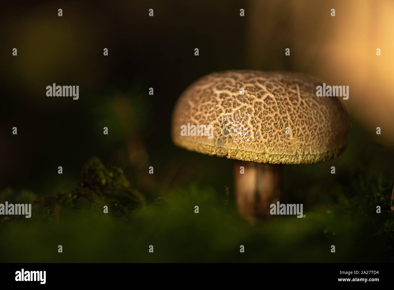 Mushroom in atmospheric surroundings. Latin name xerocomus subtomentosus. Stock Photo