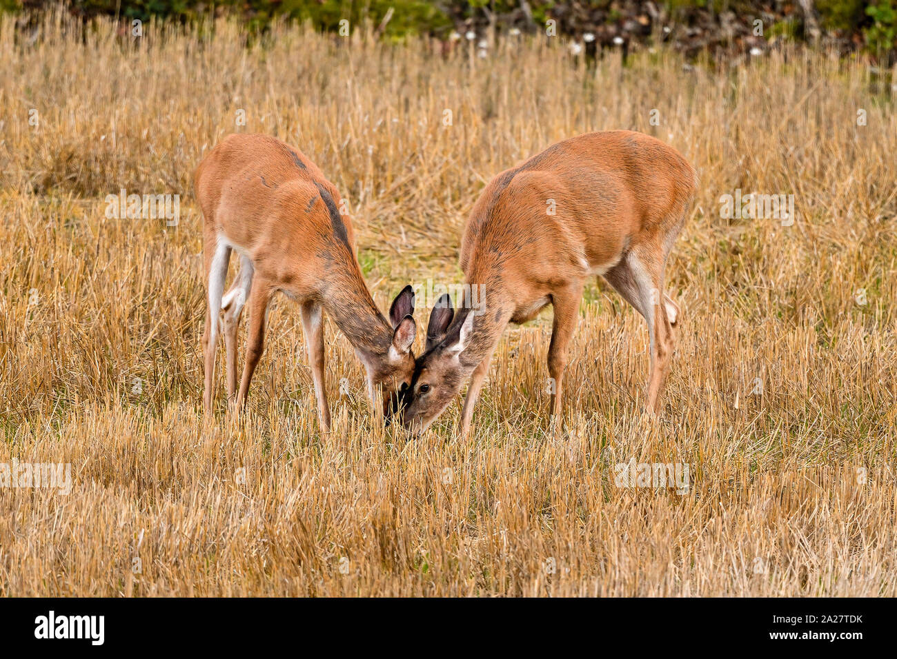 Deer family members are greeting each others. Stock Photo
