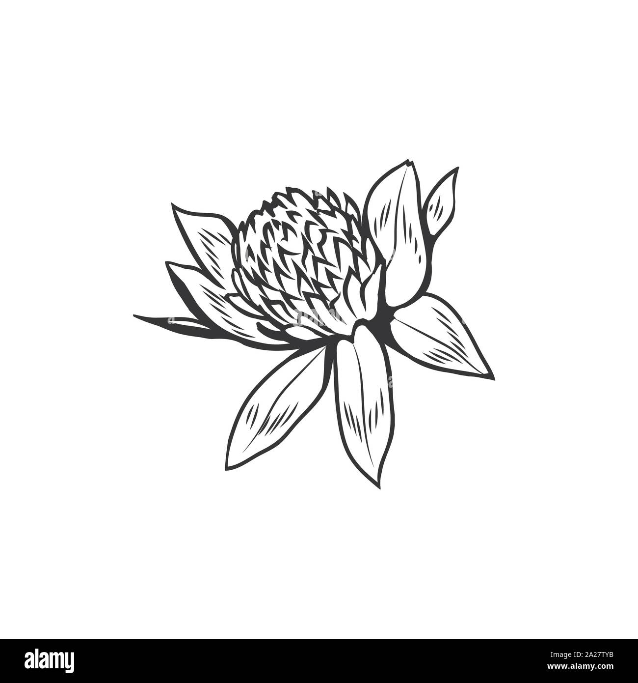 Clover flowers black and white illustration. Blooming honey plant with title Trefoil. Irish shamrock, floral luck symbol with three leaves. Botanical outlines sketch. Postcard design element Stock Vector