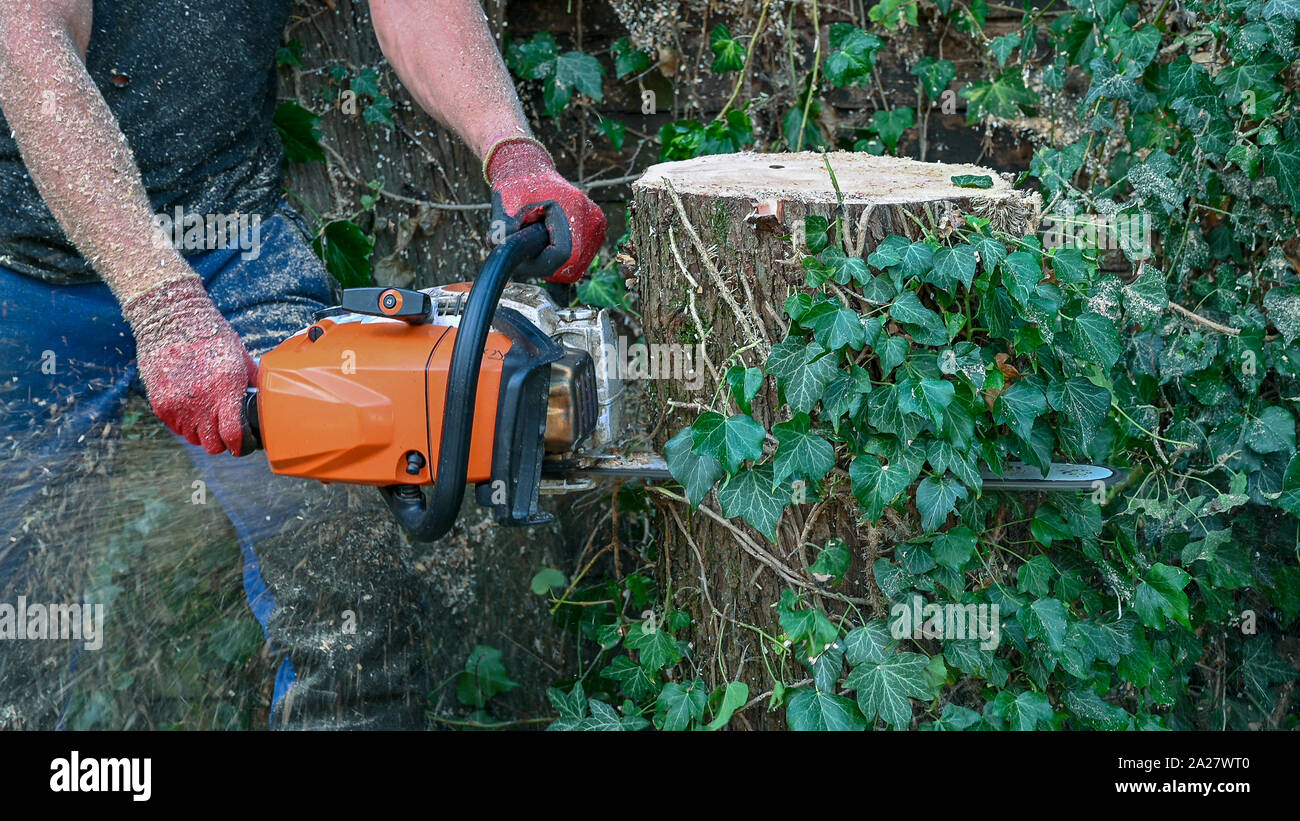Tree surgeon arborist uses chainsaw hi-res stock photography and images ...